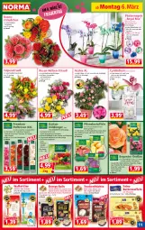 Gazetka promocyjna Norma - Norma - Gazetka - ważna od 13.03 do 13.03.2023 - strona 11 - produkty: Alcon, ball, Bau, beere, beeren, Begonie, beutel, Blüte, butter, camelia, Cashew, chips, cranberries, Datteln, dünger, eier, elle, erdnüsse, Feigen, früchte, Garten, hafer, haferflocken, himbeer, himbeere, himbeeren, K2, kakao, kartoffel, kartoffeln, kokos, Kraut, kulturtopf, mango, milch, perlen, pflanze, pflanzen, Pflanzkartoffeln, phalaenopsis, Ria, rosen, stauden, tee, Ti, topf, Trockenfrüchte, übertopf, vollmilch, waffeln