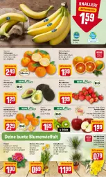 Gazetka promocyjna Rewe - Prospekte - Gazetka - ważna od 20.02 do 20.02.2022 - strona 2 - produkty: aktionspreis, avocado, avocados, banane, bananen, beere, beeren, bio, blume, blumen, Blutorange, eis, erdbeere, erdbeeren, Grünpflanzen, kiwi, mandarine, mandarinen, Narzissen, orange, orangen, pflanze, pflanzen, reis, saft, Saftorangen, Schal, Schale, Ti, topf