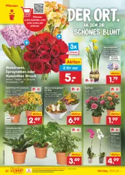 Gazetka promocyjna Netto Marken-Discount - Filial-Angebote - Gazetka - ważna od 21.01 do 21.01.2023 - strona 22 - produkty: bestpreis, blume, blumen, eis, elle, Grünpflanzen, Narzissen, ndk, orchidee, pflanze, pflanzen, reis, rosen, Ti, topf, zwiebel, zwiebeln