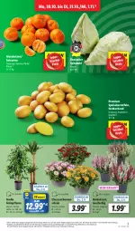 Gazetka promocyjna Lidl - Aktionsprospekt - Gazetka - ważna od 04.11 do 04.11.2023 - strona 3 - produkty: angebot, chrysanthemen, coupon, eier, eis, Heidekraut, kartoffel, kartoffeln, Kraut, LG, mandarine, mandarinen, pflanze, pflanzen, reis, Schal, Schale, speisekartoffeln, spitzkohl, Ti, topf, ZTE
