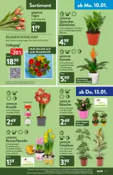 Gazetka promocyjna Aldi Nord - Aldi-Aktuell - Gazetka - ważna od 15.01 do 15.01.2022 - strona 15 - produkty: aldi, blume, blumen, Blüte, Brei, eis, elle, erde, hero, Kalanchoe, kulturtopf, LG, pflanze, reis, Ria, rind, Ti, topf, uhr, WICK, zwiebel, zwiebeln