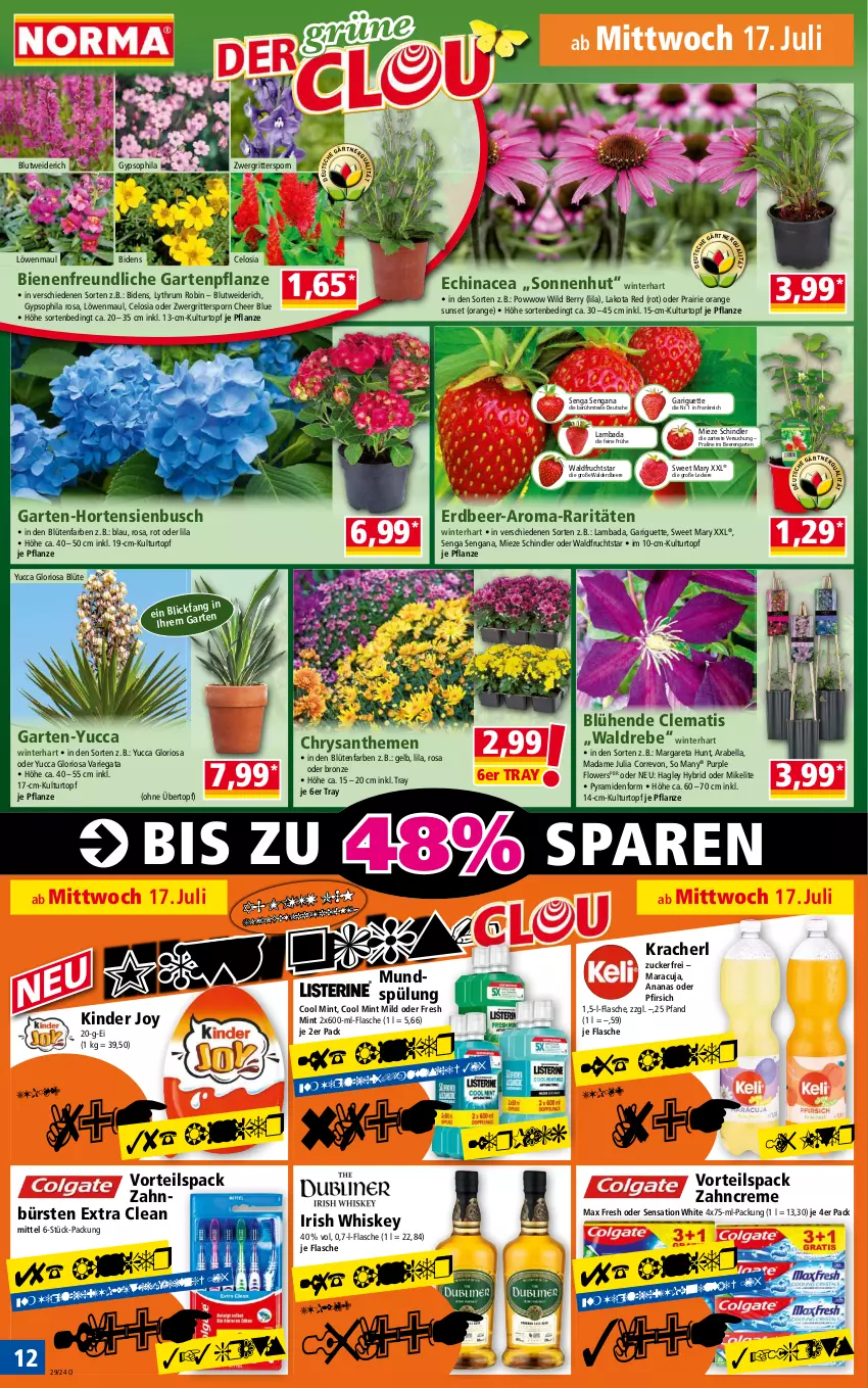 Aktueller Prospekt Norma - Norma - von 15.07 bis 22.07.2024 - strona 12 - produkty: ananas, Bad, beere, beeren, Blüte, bürste, bürsten, chrysanthemen, creme, Echinacea, erdbeere, flasche, Flowers, frucht, Garten, Gartenpflanze, hortensie, hortensien, irish whiskey, Kinder, kracher, kulturtopf, löwenmaul, maracuja, Max Fresh, mint, mundspülung, orange, pfirsich, pflanze, ritter, rum, spülung, Ti, topf, übertopf, whiskey, Wild, wild berry, zahnbürste, zahnbürsten, zahncreme, zucker