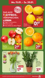 Gazetka promocyjna Aldi Nord - Von Montag - Gazetka - ważna od 20.01 do 20.01.2024 - strona 3 - produkty: aldi, angebot, Blüte, Brei, eis, gin, kulturtopf, orange, orangen, pflanze, Pink Lady, reis, Ria, Schal, Schale, tafeläpfel, Ti, tiefpreis, topf, Vase, zitrone, zitronen, ZTE