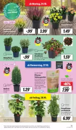 Gazetka promocyjna Lidl - Aktionsprospekt - Gazetka - ważna od 29.10 do 29.10.2022 - strona 27 - produkty: angebot, beere, beeren, chrysanthemen, dell, eis, elle, Grünpflanzen, Heidekraut, Konifere, Kraut, kräuter, kräutern, LG, Mode, pflanze, pflanzen, reis, Ria, Ti, topf, ZTE