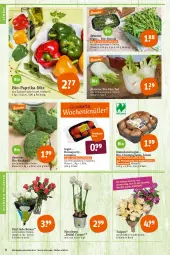 Gazetka promocyjna Tegut - Angebote der Woche - Gazetka - ważna od 29.01 do 29.01.2022 - strona 8 - produkty: angebot, angebote, Bau, bio, Bio-Paprika, blume, blumen, braun, brokkoli, champignon, champignons, cola, dekoration, eis, fenchel, Narzissen, natur, naturland, paprika, pflanze, pflanzen, reis, rosen, rucola, sac, Schal, Schale, Ti, tomate, tomaten, topf