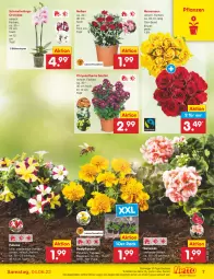 Gazetka promocyjna Netto Marken-Discount - Filial-Angebote - Gazetka - ważna od 04.06 do 04.06.2022 - strona 7 - produkty: angebot, beetpflanzen, Begonie, bestpreis, Blüte, eis, geranie, geranien, Mett, orchidee, petunie, petunien, pflanze, pflanzen, reis, rosen, Schmetterling, schmetterlingsorchidee, Ti, topf, ZTE