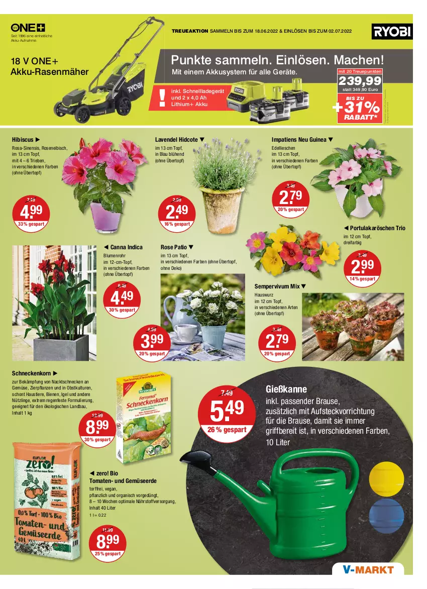 Aktueller Prospekt Vmarkt - V-Markt - von 16.06 bis 22.06.2022 - strona 17 - produkty: akku, aust, Bau, bio, blume, blumen, brause, dell, edellieschen, erde, Gemüseerde, Gießkanne, Hauswurz, korn, ladegerät, lavendel, lavendel hidcote, mac, obst, pflanze, pflanzen, rosen, schneckenkorn, schnellladegerät, Sempervivum, Stier, Ti, Tiere, tomate, tomaten, topf, übertopf, und gemüse