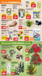 Gazetka promocyjna Thomas Philipps - Gazetka - ważna od 25.10 do 25.10.2025 - strona 9 - produkty: binden, blume, blumen, buch, eis, Engel, erdnuss, fisch, fische, katzenfutter, Katzenstreu, Knödel, mehl, Meisenknödel, nuss, pflanze, pflanzen, reis, rind, saft, Schal, Schale, schinken, Schmuck, schnäppchen, sonnenblume, sonnenblumen, Sonnenblumenkerne, spartipp, Streufutter, Ti, topf, Vogelfutter, vorteilspreis, Wild