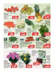 Gazetka promocyjna Feneberg - Prospekte - Gazetka - ważna od 30.04 do 30.04.2022 - strona 6 - produkty: ananas, auer, balkonpflanzen, basilikum, Bau, beere, beeren, bio, blume, blumen, blumenerde, blumenkohl, cola, dauertiefpreis, dünger, eintöpfe, eis, elle, erdbeere, erdbeeren, erde, flüssigdünger, frucht, Garten, Gartenpflanze, geranie, geranien, goldmarie, ilag, karotten, kiwi, kohlrabi, latte, LG, mac, messer, papier, Papiertüte, pflanze, pflanzen, reis, rispentomaten, rucola, saft, salat, salate, Schal, Schale, spargel, spargel grün, suppe, suppen, Ti, tiefpreis, tisch, tomate, tomaten, topf, Tüte, vita