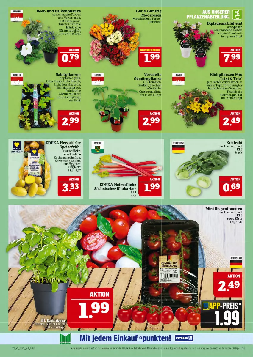 Aktueller Prospekt Marktkauf - Prospekt - von 18.05 bis 24.05.2025 - strona 13 - produkty: ackergold, aktionspreis, Begonie, bio, deka, dip, dipladenia, Eichblattsalat, eis, gurke, gurken, HP, kartoffel, kartoffeln, kohlrabi, kopfsalat, nuss, petunie, pflanze, pflanzen, reis, Ria, rispentomaten, rosen, sac, salat, Ti, tomate, tomaten, topf, ZTE, zucchini