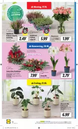 Gazetka promocyjna Lidl - Weihnachts-Magazin - Gazetka - ważna od 31.12 do 31.12.2022 - strona 20 - produkty: Grabschale, Heidekraut, Kraut, kulturtopf, LG, ndk, pflanze, pflanzen, rosen, Schal, Schale, Ti, topf