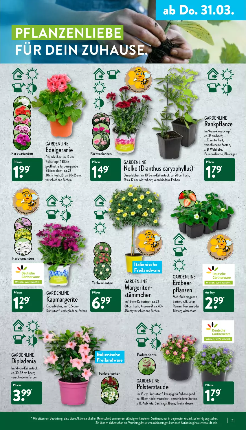 Aktueller Prospekt Aldi Nord - Aldi-Aktuell - von 28.03 bis 02.04.2022 - strona 21 - produkty: auer, blume, Blüte, Brei, brie, dip, dipladenia, geranie, gin, krone, kulturtopf, LG, pflanze, pflanzen, Ria, Ti, topf, Yo, ZTE