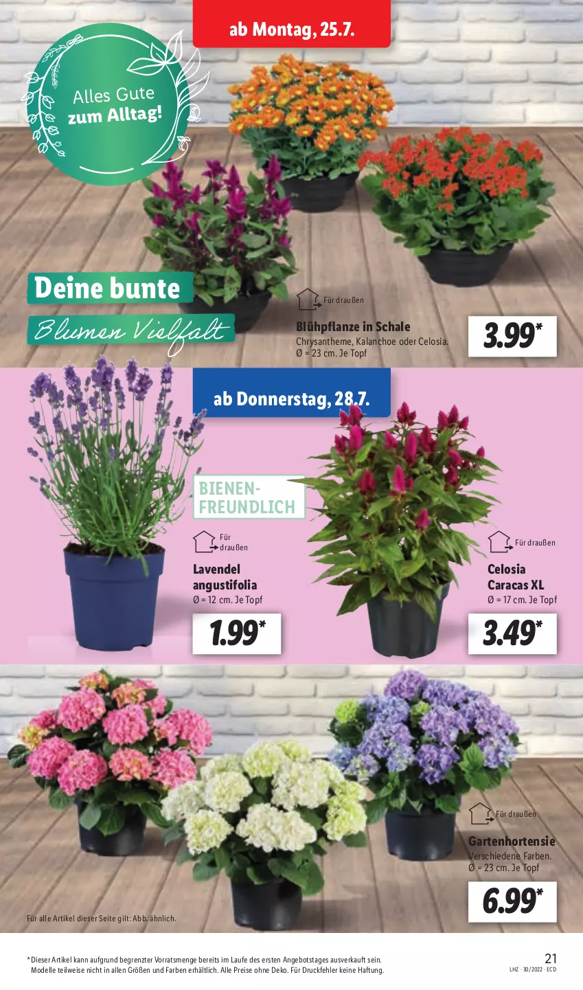 Aktueller Prospekt Lidl - Aktionsprospekt - von 25.07 bis 30.07.2022 - strona 21 - produkty: angebot, dell, eis, elle, Garten, hortensie, HP, Kalanchoe, lavendel, Mode, pflanze, reis, Schal, Schale, Ti, topf, ZTE