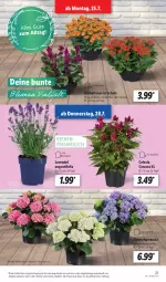 Gazetka promocyjna Lidl - Aktionsprospekt - Gazetka - ważna od 30.07 do 30.07.2022 - strona 21 - produkty: angebot, dell, eis, elle, Garten, hortensie, HP, Kalanchoe, lavendel, Mode, pflanze, reis, Schal, Schale, Ti, topf, ZTE