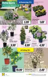 Gazetka promocyjna Lidl - Aktionsprospekt - Gazetka - ważna od 19.03 do 19.03.2022 - strona 24 - produkty: eis, flieder, hortensie, Kätzchen, kirsch, korb, LG, ndk, pflanze, pflanzen, ring, Schal, Schale, Ti, topf