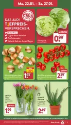 Gazetka promocyjna Aldi Nord - Von Montag - Gazetka - ważna od 27.01 do 27.01.2024 - strona 3 - produkty: aldi, angebot, Blüte, braun, Brei, champignon, champignons, champignons braun, eis, eisbergsalat, gin, kulturtopf, pflanze, pflanzen, reis, rispentomaten, salat, Schal, Schale, Ti, tiefpreis, tomate, tomaten, topf, Vase, ZTE