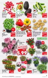 Gazetka promocyjna Kaufland - Gazetka - ważna od 08.06 do 08.06.2022 - strona 19 - produkty: angebot, angebote, avocado, basilikum, beere, beeren, beetpflanzen, bio, Bio-Paprika, blume, cocktail, eis, Frühkartoffeln, gurke, gurken, himbeer, himbeere, himbeeren, kartoffel, kartoffeln, paprika, Pfingstrosen, pflanze, pflanzen, rispentomaten, rosen, sac, Schal, Schale, speisefrühkartoffeln, stauden, Ti, tomate, tomaten, topf