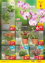 Gazetka promocyjna Netto Marken-Discount - Filial-Angebote - Gazetka - ważna od 17.06 do 17.06.2023 - strona 7 - produkty: angebot, beetpflanzen, bestpreis, Blüte, calibrachoa, chrysanthemen, eis, Gerber, Grünpflanzen, orchidee, petunie, petunien, pflanze, pflanzen, reis, rosen, Ti, topf, übertopf, ZTE