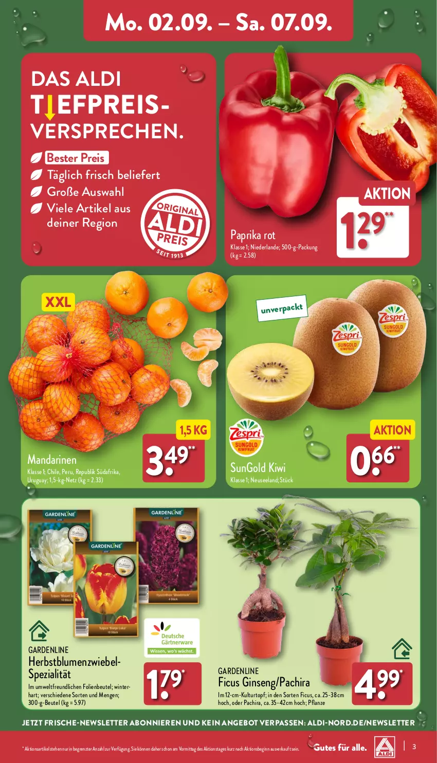 Aktueller Prospekt Aldi Nord - Von Montag - von 02.09 bis 07.09.2024 - strona 3 - produkty: aldi, angebot, beutel, blume, blumen, eis, Elan, Ficus, gin, kiwi, kulturtopf, mandarine, mandarinen, Pachira, paprika, paprika rot, pflanze, reis, Spezi, Ti, topf, ZTE, zwiebel