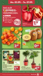 Gazetka promocyjna Aldi Nord - Von Montag - Gazetka - ważna od 07.09 do 07.09.2024 - strona 3 - produkty: aldi, angebot, beutel, blume, blumen, eis, Elan, Ficus, gin, kiwi, kulturtopf, mandarine, mandarinen, Pachira, paprika, paprika rot, pflanze, reis, Spezi, Ti, topf, ZTE, zwiebel