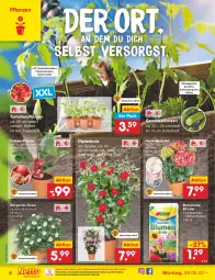 Gazetka promocyjna Netto Marken-Discount - Filial-Angebote - Gazetka - ważna od 14.05 do 14.05.2022 - strona 6 - produkty: blume, blumen, blumenerde, cocktail, dip, dipladenia, eier, eis, elle, erde, fleisch, gurke, hortensie, hortensien, kulturtopf, Kürbis, ndk, pflanze, pflanzen, reis, Spezi, Ti, tomate, tomaten, topf, zucchini