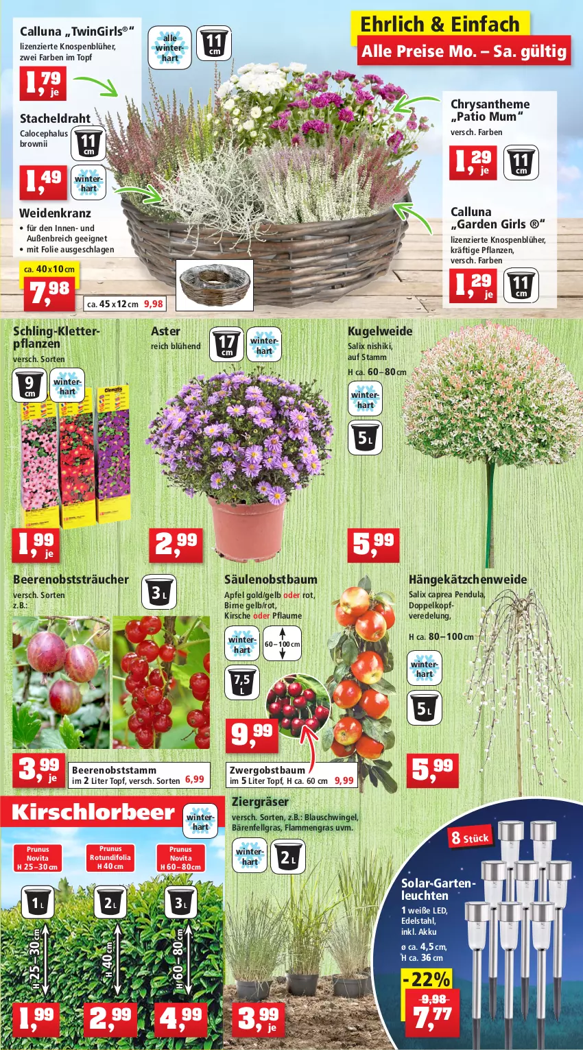 Aktueller Prospekt Thomas Philipps - Prospektwerbung - von 12.09 bis 17.09.2022 - strona 5 - produkty: akku, apfel, Bau, beere, beeren, blume, blumen, Brei, Cap, Draht, dünger, edelstahl, eis, erde, Garten, Kätzchen, kirsch, kirsche, kissen, Kniekissen, kraft, Kranz, Kraut, Kugel, lamm, Leuchte, leuchten, LG, mac, magnesium, Mantel, Narzissen, natur, obst, pflanze, pflanzen, pflanzerde, pflaume, rasen, rasendünger, rasensamen, Rauch, reis, rind, rindenmulch, rosen, sac, spartipp, Ti, Tiere, tisch, topf, vita, vorteilspreis, zwiebel, zwiebeln