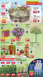 Gazetka promocyjna Thomas Philipps - Prospektwerbung - Gazetka - ważna od 17.09 do 17.09.2022 - strona 5 - produkty: akku, apfel, Bau, beere, beeren, blume, blumen, Brei, Cap, Draht, dünger, edelstahl, eis, erde, Garten, Kätzchen, kirsch, kirsche, kissen, Kniekissen, kraft, Kranz, Kraut, Kugel, lamm, Leuchte, leuchten, LG, mac, magnesium, Mantel, Narzissen, natur, obst, pflanze, pflanzen, pflanzerde, pflaume, rasen, rasendünger, rasensamen, Rauch, reis, rind, rindenmulch, rosen, sac, spartipp, Ti, Tiere, tisch, topf, vita, vorteilspreis, zwiebel, zwiebeln