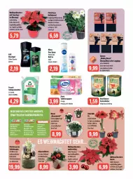 Gazetka promocyjna Feneberg - Prospekte - Gazetka - ważna od 02.12 do 02.12.2023 - strona 11 - produkty: Alpenveilchen, angebot, angebote, auer, axe, axe duschgel, Bad, buch, chloe, dekoration, deo, deo spray, duschgel, elle, emmi, flasche, Frosch, gin, hose, katzenfutter, leggings, LG, messer, natur, nivea, Ofen, papier, rosen, rum, Schütze, Strumpfhose, Ti, toilettenpapier, topf, übertopf, vollwaschmittel, waschmittel, Weihnachtsstern, zewa, zwiebel