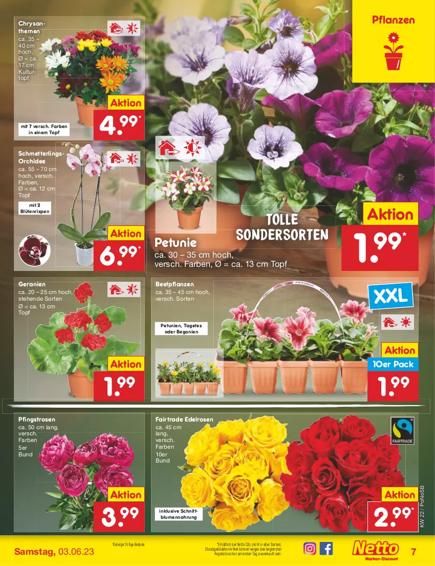 Aktueller Prospekt Netto Marken-Discount - Filial-Angebote - von 30.05 bis 03.06.2023 - strona 7 - produkty: angebot, beetpflanzen, Begonie, bestpreis, blume, blumen, Blüte, chrysanthemen, eis, geranie, geranien, kulturtopf, Mett, orchidee, petunie, petunien, Pfingstrosen, pflanze, pflanzen, reis, rosen, Schmetterling, schmetterlingsorchidee, Ti, topf, ZTE