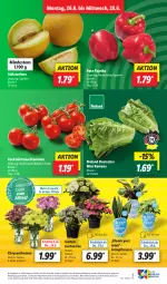 Gazetka promocyjna Lidl - Aktionsprospekt - Gazetka - ważna od 01.07 do 01.07.2023 - strona 5 - produkty: Abtei, bio, bioland, chrysanthemen, cocktail, cocktails, discount, eis, galiamelone, Garten, Grünpflanzen, hortensie, hortensien, LG, melone, paprika, pflanze, pflanzen, Rauch, reis, strauchtomaten, Ti, tomate, tomaten, topf, Yo