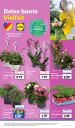 Gazetka promocyjna Lidl - Aktionsprospekt - Gazetka - ważna od 25.05 do 25.05.2024 - strona 9 - produkty: angebot, coupon, dip, dipladenia, eis, Mett, orchidee, pflanze, pflanzen, reis, Schmetterling, schmetterlingsorchidee, stauden, Ti, tomate, tomaten, topf, ZTE