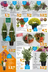 Gazetka promocyjna  - Gazetka - ważna od 21.09 do 21.09.2024 - strona 6 - produkty: asus, Bau, Blüte, chrysanthemen, Echinacea, kirsch, korb, Leuchte, leuchten, LG, orange, orchidee, pflanze, pflanzen, phalaenopsis, stauden, topf