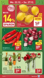 Gazetka promocyjna Aldi Nord - Von Montag - Gazetka - ważna od 27.12 do 27.12.2025 - strona 4 - produkty: Blüte, Brei, Bromelie, dekoration, gin, kulturtopf, paprika, paprika rot, pflanze, Ria, Spitzpaprika, Ti, tisch, topf, übertopf, Vase, zitrone, zitronen, ZTE, zwiebel, zwiebeln