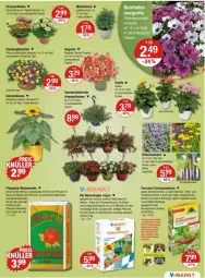 Gazetka promocyjna Vmarkt - Prospekte - Gazetka - ważna od 15.05 do 15.05.2024 - strona 15 - produkty: Bau, Begonia, Begonie, bio, blume, blumen, blumenerde, Blüte, Blütenstauden, calibrachoa, dahlie, dünger, eis, ente, erde, ferramol schneckenkorn, korn, kräuter, natur, obst, pflanze, pflanzen, Potpourri, schneckenkorn, sonnenblume, Spiele, stauden, Ti, topf, zauberglöckchen