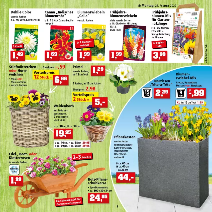 Aktueller Prospekt Thomas Philipps - Prospektwerbung - von 28.02 bis 05.03.2022 - strona 5 - produkty: blume, blumen, Cif, dahlie, eis, Garten, Gladiolen, Holz, korb, Pflanzkasten, reis, rosen, Schal, Schale, Ti, topf, tragegriff, vorteilspreis, zwiebel, zwiebeln