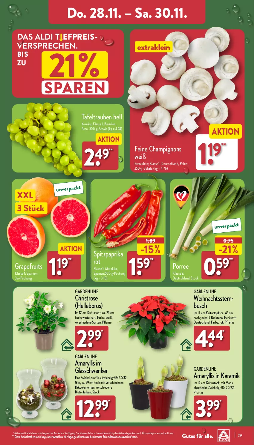 Aktueller Prospekt Aldi Nord - Von Montag - von 25.11 bis 30.11.2024 - strona 29 - produkty: aldi, Blüte, Brei, champignon, champignons, eis, elle, ente, gin, grapefruit, kulturtopf, LG, paprika, paprika rot, pflanze, reis, Schal, Schale, tafeltrauben, tee, Ti, topf, trauben, Weihnachtsstern, ZTE, zwiebel