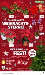 Gazetka promocyjna Kaufland - Gazetka - ważna od 14.12 do 14.12.2022 - strona 19 - produkty: angebot, angebote, Bau, decke, Holz, orchidee, pflanze, pflanzen, Ti, topf, topf ø 12 cm, übertopf, Weihnachtsbaum, Weihnachtsstern