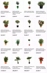 Gazetka promocyjna Obi - Prospekte - Gazetka - ważna od 20.12 do 20.12.2023 - strona 5 - produkty: apfel, dip, grana, granatapfel, olive, oliven, punica, Rana, Schal, Schale, sim, topf