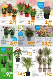 Gazetka promocyjna  - Gazetka - ważna od 17.08 do 17.08.2024 - strona 4 - produkty: Bau, blume, Blüte, Cap, dip, ente, frucht, lavendel, orchidee, pfeffer, pflanze, phalaenopsis, rosen, Salsa, Ti, topf