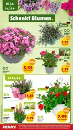 Gazetka promocyjna Penny - Prospekte - Gazetka - ważna od 11.06 do 11.06.2022 - strona 24 - produkty: dip, Garten, gartennelke, löwenmaul, pflanze, pflanzen, Schal, Schale, stauden