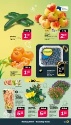 Gazetka promocyjna Netto - Woche 11 - Gazetka - ważna od 16.03 do 16.03.2024 - strona 3 - produkty: beere, beeren, eis, Garten, heidelbeere, heidelbeeren, hortensie, hydrangea, Hydrangea paniculata, kissen, mandarine, mandarinen, pflanze, pflanzen, Primeln, reis, Ria, ring, sac, Ti, topf, zucchini