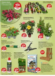 Gazetka promocyjna Vmarkt - Prospekte - Gazetka - ważna od 17.04 do 17.04.2024 - strona 20 - produkty: angebot, angebote, balkonpflanzen, Bau, beetpflanzen, blume, blumen, dekoration, dip, dipladenia, Draht, dünger, ente, erde, flüssigdünger, Garten, Gartenschere, kokos, kübelpflanzen, LG, natur, orchidee, orchideen, pflanze, pflanzen, rosen, rwe, Schere, Spezi, Sukkulente, Ti, topf, weck, werkzeug