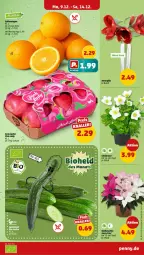 Gazetka promocyjna Penny - Prospekte - Gazetka - ważna od 14.12 do 14.12.2024 - strona 3 - produkty: apfel, bio, gurke, natur, Schal, Schale, topf, Vase, Yo
