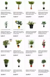 Gazetka promocyjna Obi - Prospekte - Gazetka - ważna od 20.09 do 20.09.2023 - strona 3 - produkty: Bau, citrus, dip, Garten, kokos, olive, oliven, Ti, topf