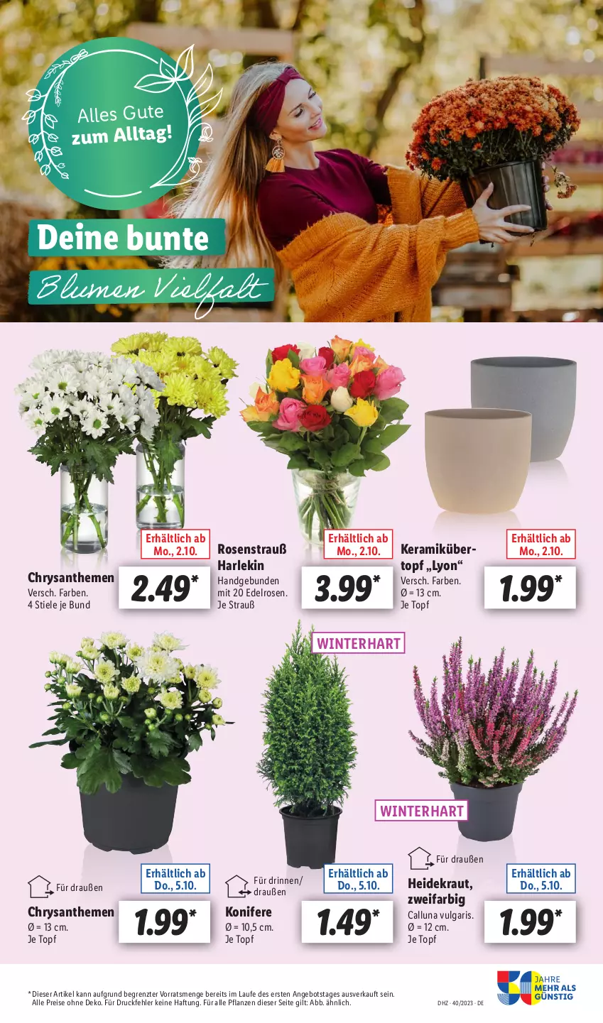 Aktueller Prospekt Lidl - Aktionsprospekt - von 02.10 bis 07.10.2023 - strona 49 - produkty: angebot, chrysanthemen, eis, Heidekraut, Konifere, Kraut, LG, pflanze, pflanzen, reis, rosen, Rosenstrauß, Ti, topf, Yo, ZTE