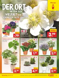 Gazetka promocyjna Netto Marken-Discount - Filial Angebote - Gazetka - ważna od 08.01 do 08.01.2022 - strona 9 - produkty: angebot, blume, Grünpflanzen, Kaktee, Kalanchoe, korb, kulturtopf, pflanze, pflanzen, tee, Ti, topf, ZTE