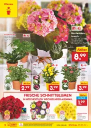 Gazetka promocyjna Netto Marken-Discount - Filial-Angebote - Gazetka - ważna od 13.08 do 13.08.2022 - strona 12 - produkty: blume, blumen, chrysanthemen, eimer, eis, Grünpflanzen, hortensie, hortensien, ndk, pflanze, pflanzen, reis, rosen, Ti, topf, usb, versandkostenfrei