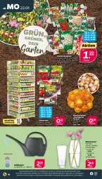 Gazetka promocyjna Netto - Woche 4 - Gazetka - ważna od 27.01 do 27.01.2024 - strona 18 - produkty: auer, blume, blumen, dahlie, eis, Garten, Gießkanne, reis, Ria, Ti, Vase, ZTE, zwiebel, zwiebeln