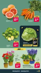 Gazetka promocyjna Netto - Woche 4 - Gazetka - ważna od 27.01 do 27.01.2024 - strona 3 - produkty: blume, blumen, Bundmöhren, eis, eisbergsalat, grapefruit, möhren, Narzissen, reis, rosen, Rosenkohl, salat, Schal, Schale, topf, trauben, zwiebel