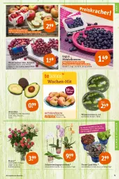 Gazetka promocyjna Tegut - Angebote der Woche - Gazetka - ważna od 13.08 do 13.08.2022 - strona 5 - produkty: angebot, angebote, avocado, avocados, Bau, beere, beeren, blume, blumen, dekoration, eis, elle, fleisch, früchte, heidelbeere, heidelbeeren, korb, melone, melonen, Mett, obst, orchidee, orchideen, pfirsich, pfirsiche, pflanze, pflanzen, ring, rosen, Schal, Schale, Schmetterling, schmetterlingsorchidee, teller, Ti, topf, trauben, wasser, wassermelone, wassermelonen, wein